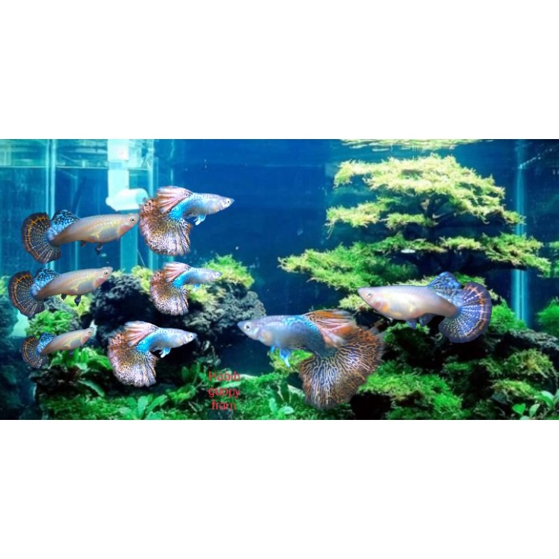 Hiasan aquarium aquascape guppy red dragon halfmoon
