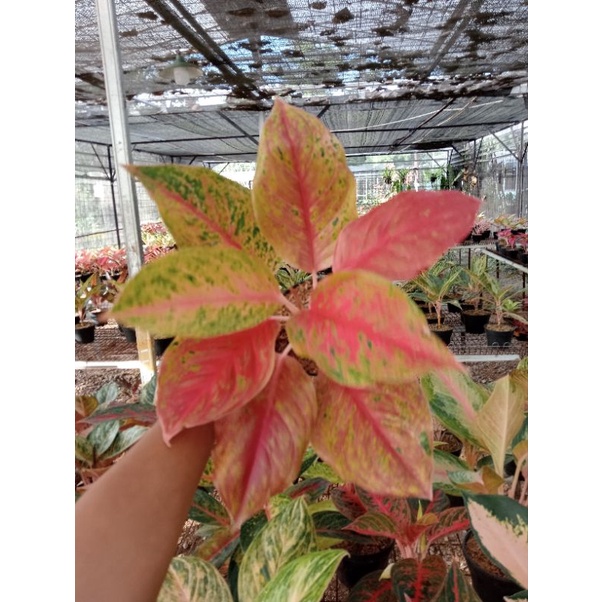 PROMO AGLONEMA  Aglaonema Striptis Mutasi