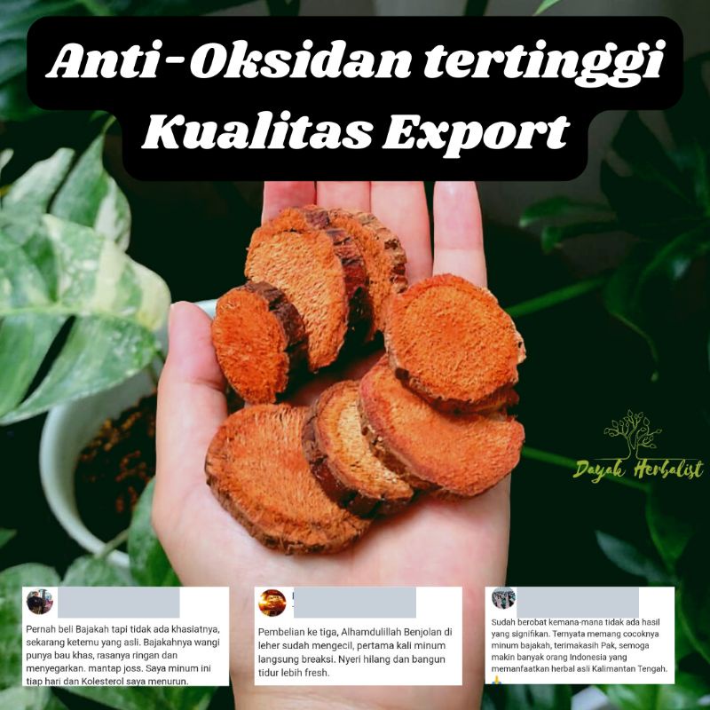 

Akar Kayu Bajakah Tampala Merah Asli Kalimantan Tengah Kalteng