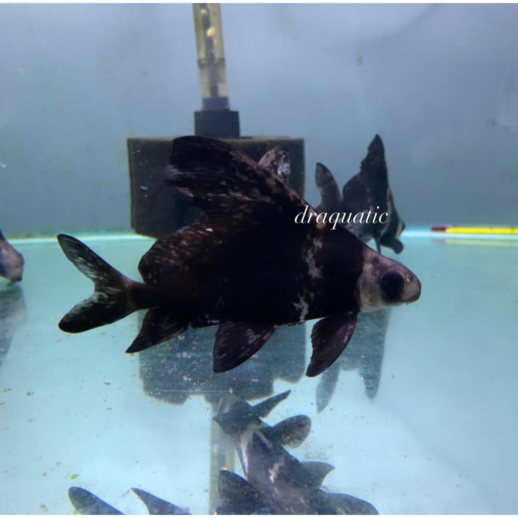 Ikan Hias CHF - Chinese High Fin ikan hias Aquarium CHF