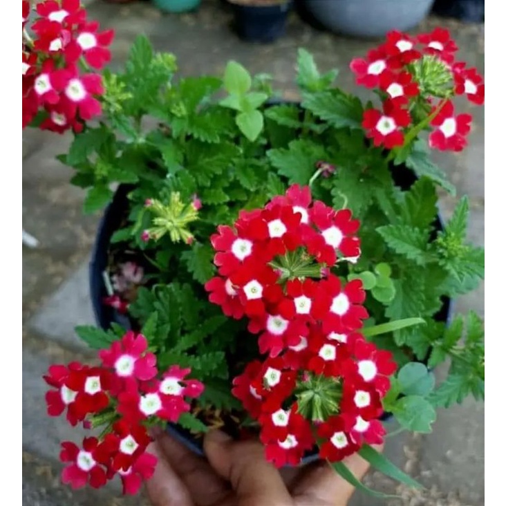 tanaman verbena merah
