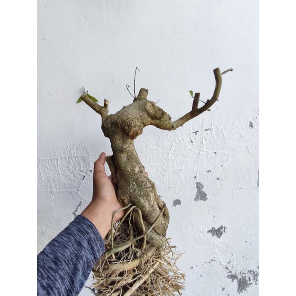 Bahan Bonsai Anting Putri Batang Putih