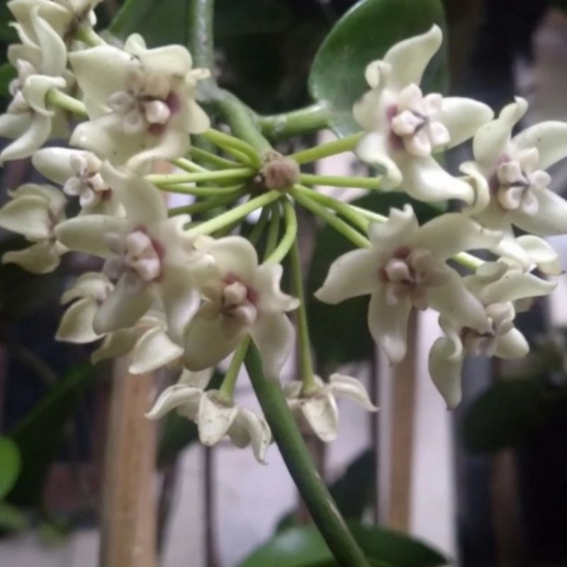Tanaman Hoya Australis Wangi