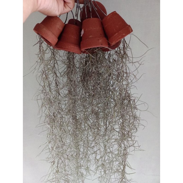 Tillandsia jenggot musa