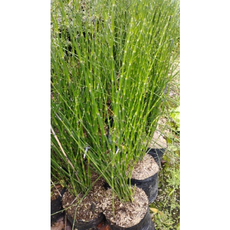 Tanaman hias bambu air, Pohon bambu air, Bambu air