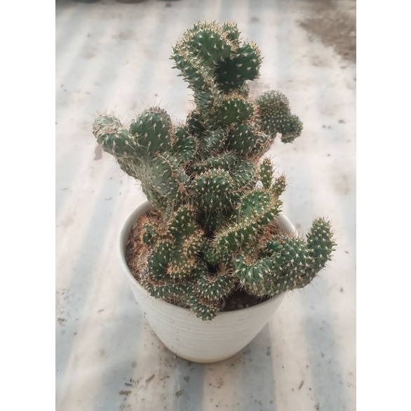 Kaktus listrik cristata