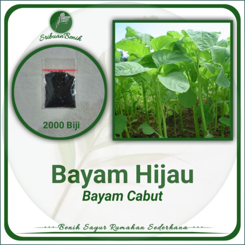 ± 2000 Biji Benih Bayam Hijau Cabut Benih Sayuran Daun - Benih Sayur Rumahan Sederhana