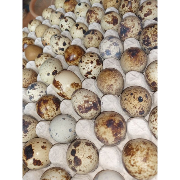 

IO Telur Puyuh Fresh Per Gram