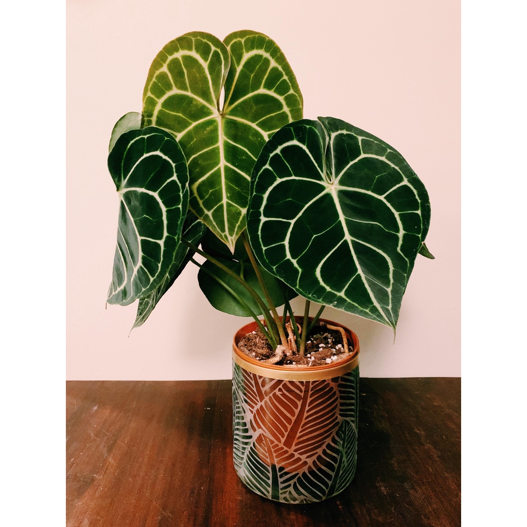 Tanaman Hias Anthurium Crystallinum - Bunga Anthurium