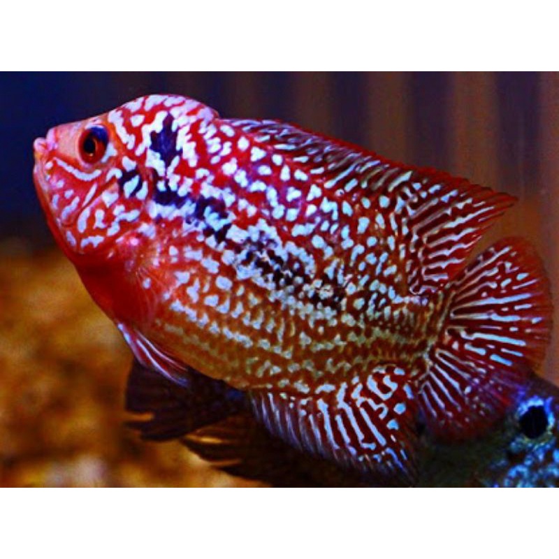 Burayak Louhan Kamfa gen ori size 3-4 cm