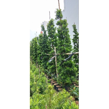 lohansung# lohansung blue ice