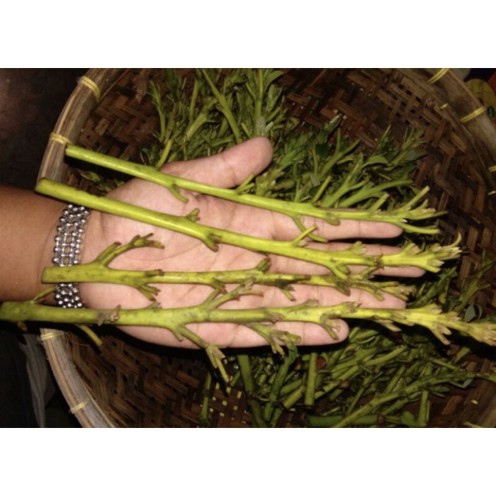 Suplayer Entres Alpukat Aligator, Kelud, Miki, Markus Deal Baru Pangkas Dikebun