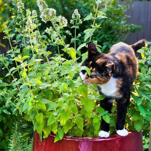 Benih Seribuan - 5 Bibit Catnip Kucing Tanaman Herb Unggul