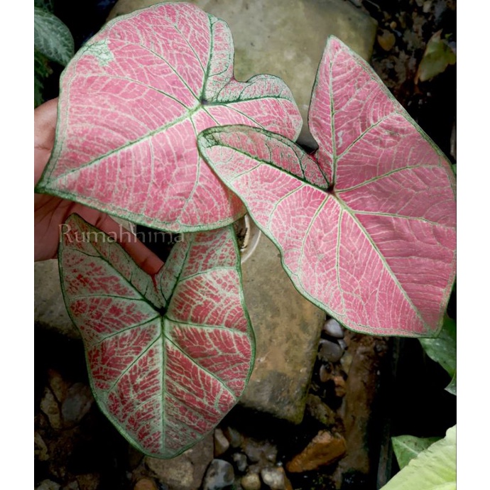 keladi/caladium pink bertuah, phink , ping , bibit keladi murah, hybrid thai series