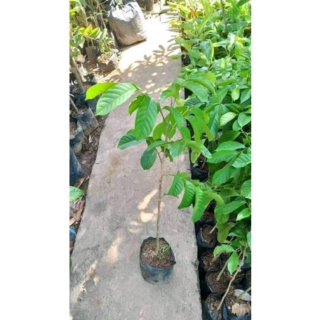 bibit duku komering cepat berbuah