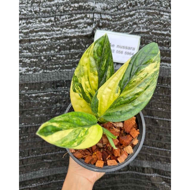 Tanaman Hias Monstera Karstenianum Variegata bukan bonggolan / Scindaspsus Badak varigata / sirih Ga