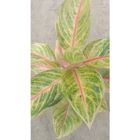 aglaonema red Panama aglaonema cantik aglaonema murah tanaman hias