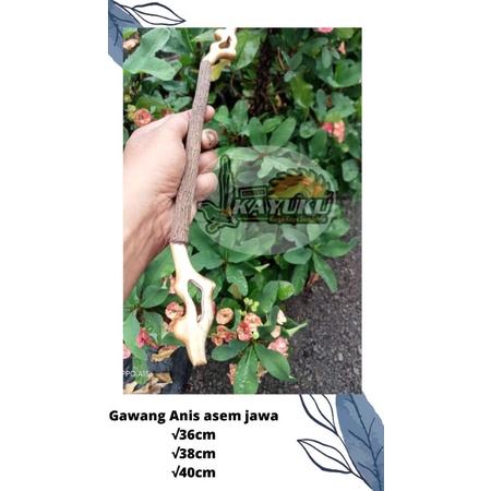 Tangkringan gawang Anis asem jawa