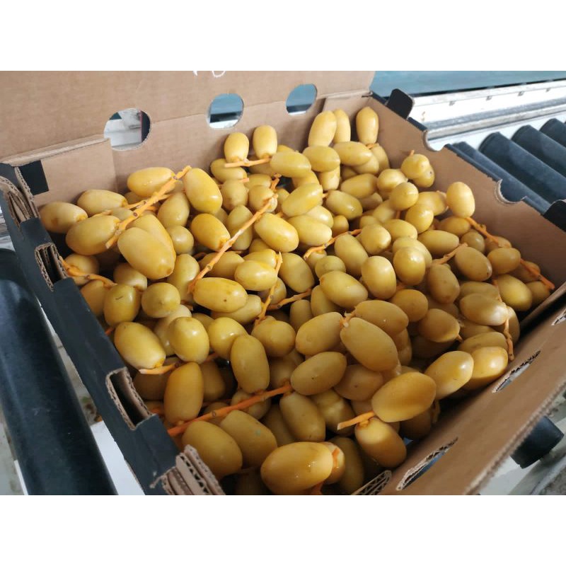 

Kurma Muda Kuning/Fresh Dates/Promil 1kg