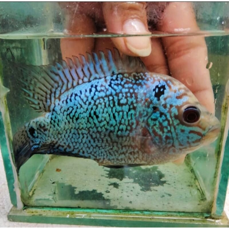 PROMO Louhan Kamfa Betina Instant