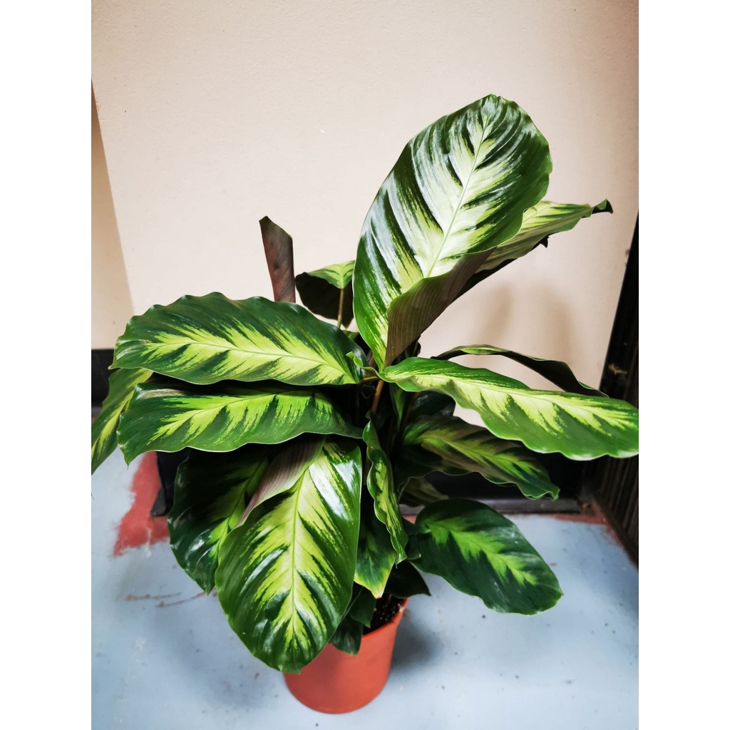 Tanaman Hias Calathea Luisae - Kalatea Luisae - Indoor