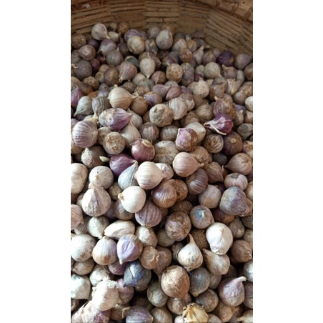 

bawang putih tunggal bawang lanang bawang tunggal 1kg