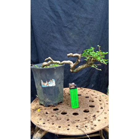 bahan mamean hokianti mikro buah