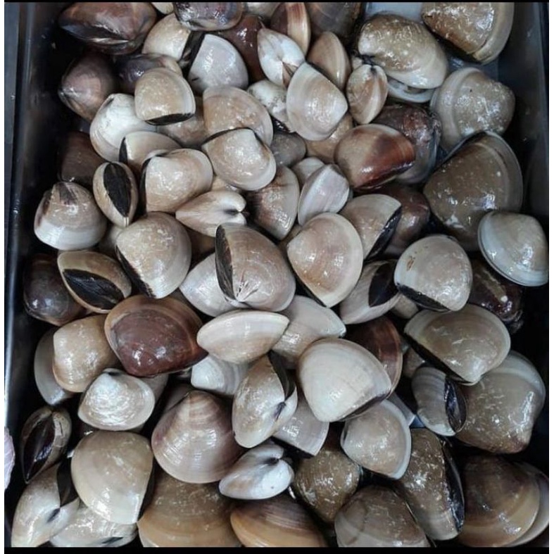 

Kerang Tahu 1 Kg