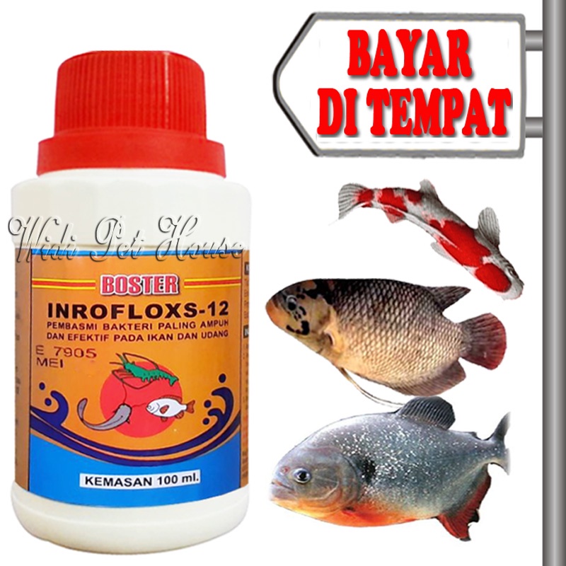 Obat Luka Anti Bakteri Ikan Sakit Antibiotik Inrofloxs 12