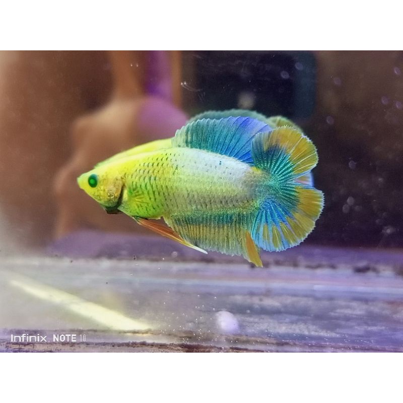 stiker cupang pkdt glofis