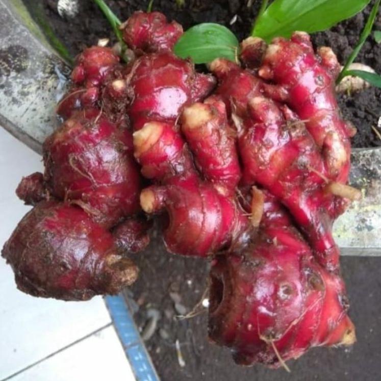 

Terlaku.../ JAHE MERAH (1 KG)