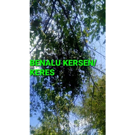 

DAUN BENALU KERSEN KERING 1000 GRAM