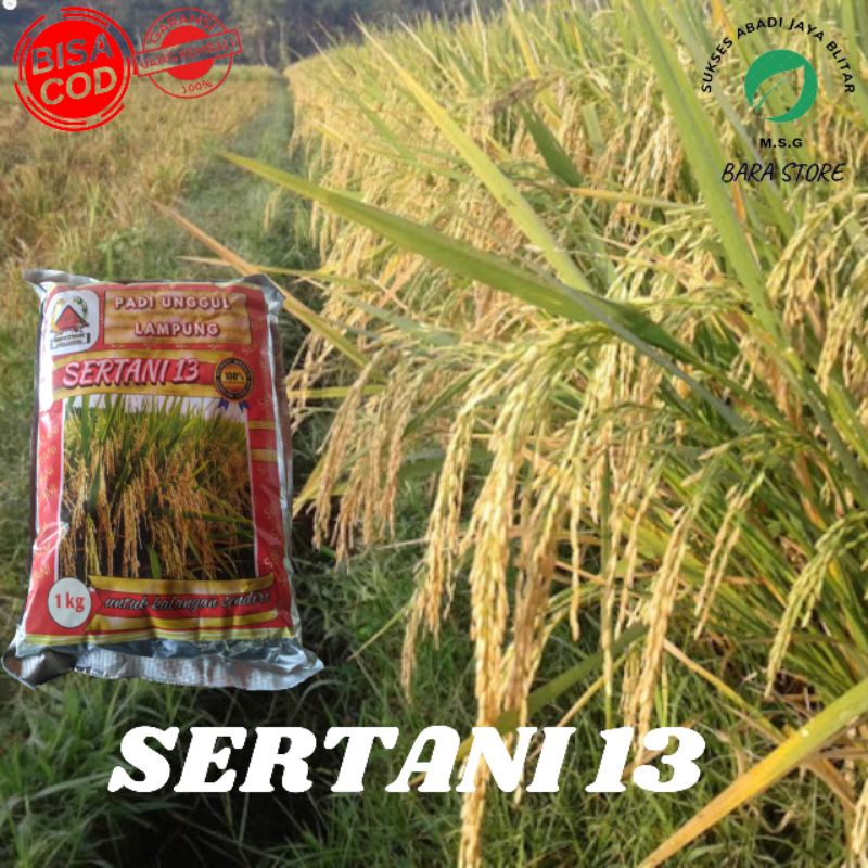BENIH PADI SERTANI 13A   1KG