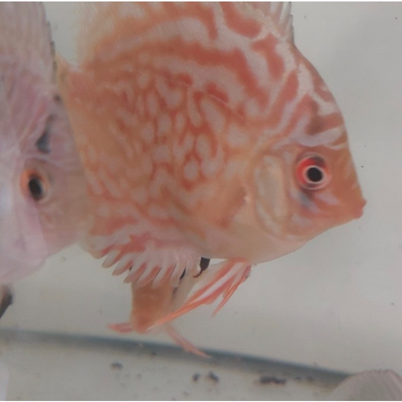 Discus Mozaik 2.5in Grade A