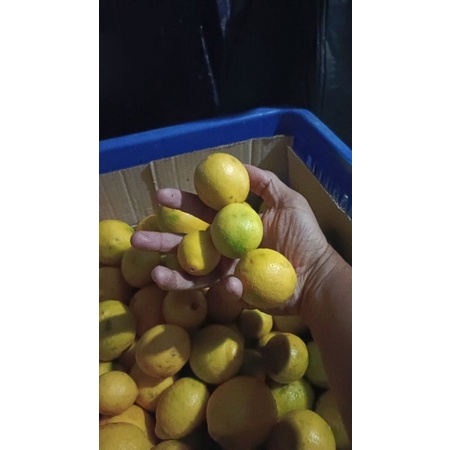 

Lemon California untuk peras