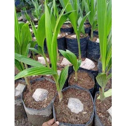 BIBIT KELAPA HIBRIDA SUPER GENJAH