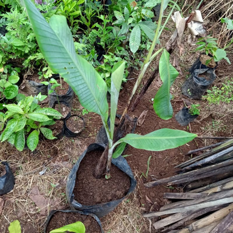 bibit pisang regang | renjang | hutan
