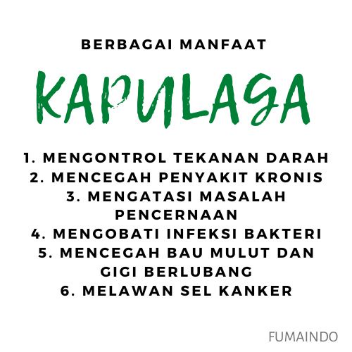 Kapulada Kapulaga Jawa 50 gr Tanpa Pemutih / True Cardamom / Rempah