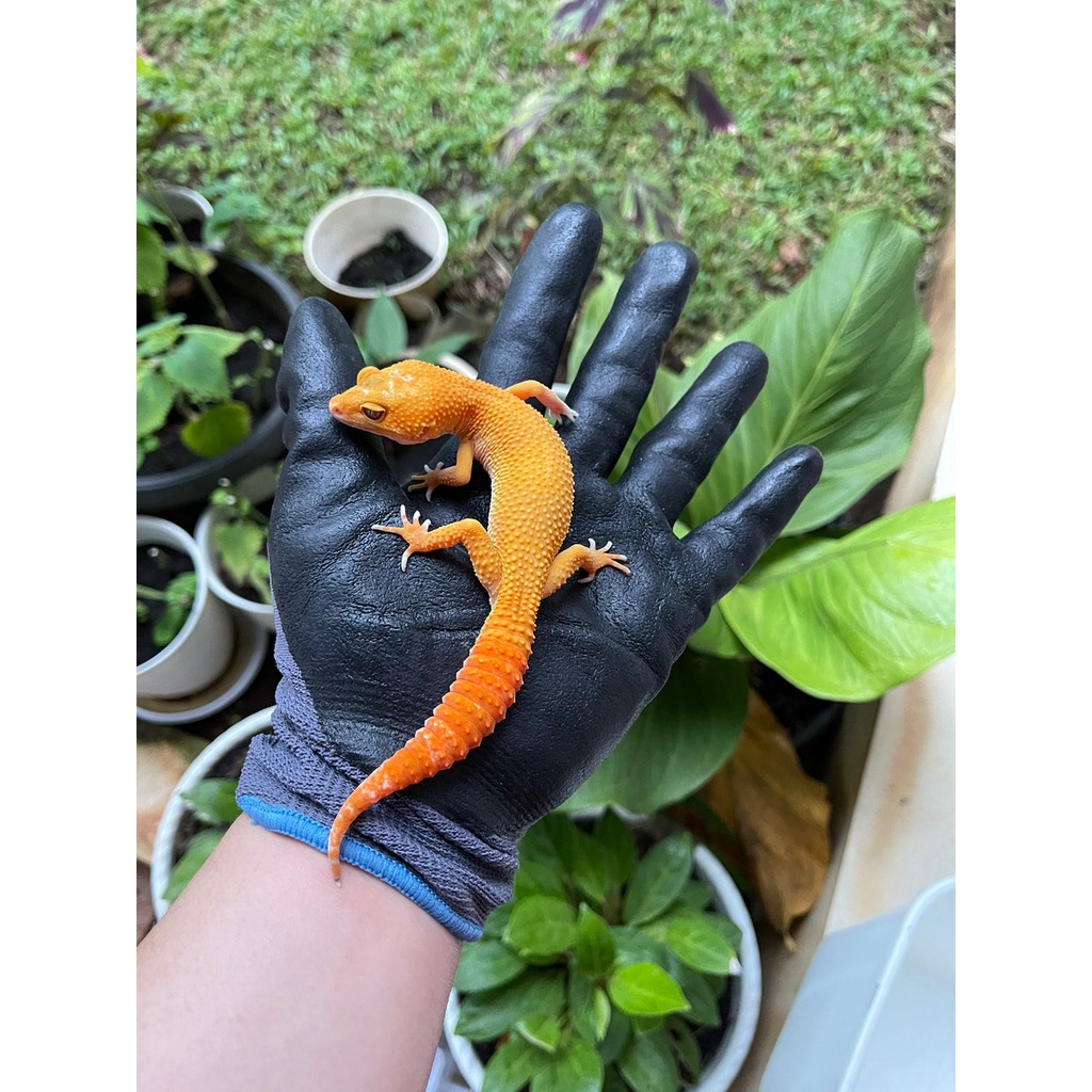 MAINAN - GECKO GIANT SUNGLOW JUVE 3-5 BULAN - ADULT