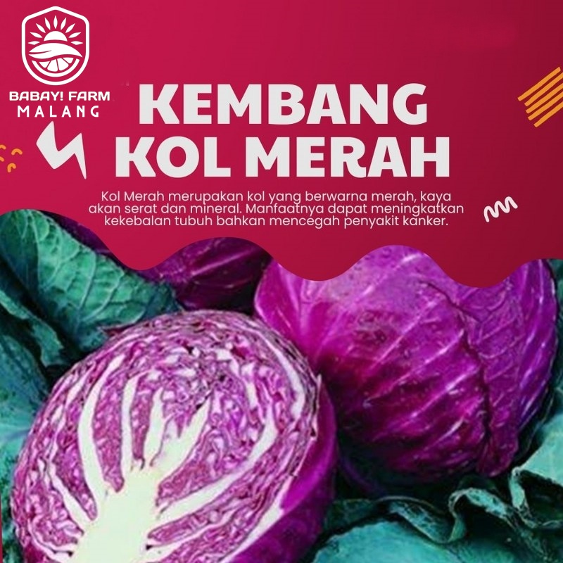 

Kembang Kol Merah / Red Cabbage / Kubis Ungu