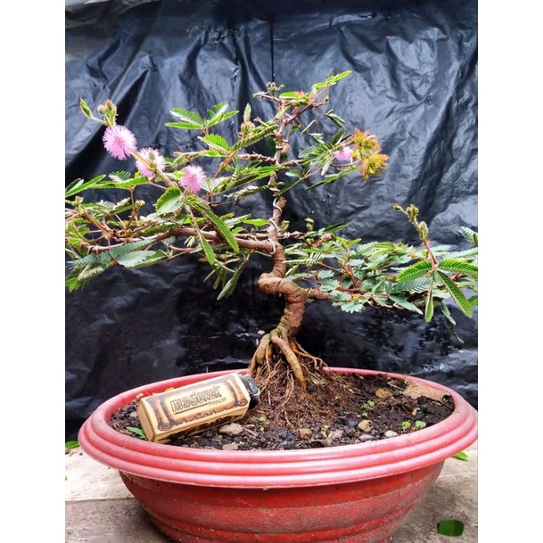 dongkelan bonsai putri malu 4k