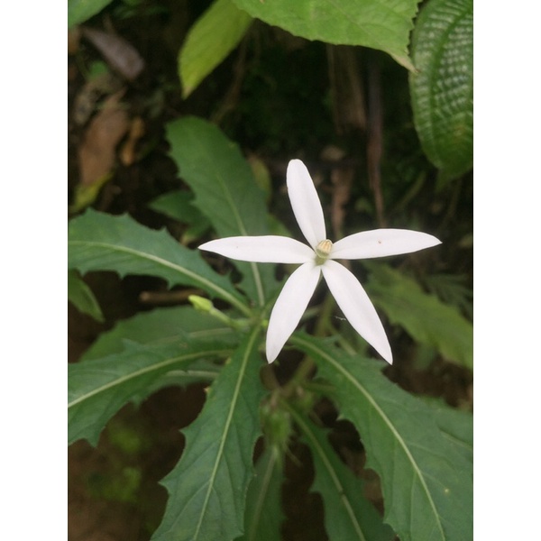 

KITOLOG BUNGA KITOLOG HERBAL FRESH