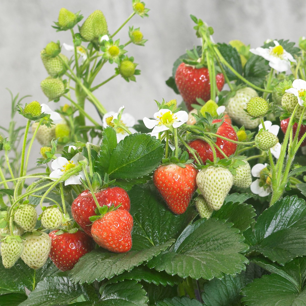 Benih Seribuan - 10 Bibit Buah Strawberry Rambat Unggul