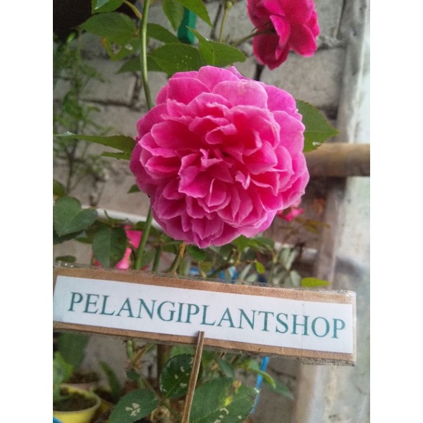 mawar kampung meggie wangi