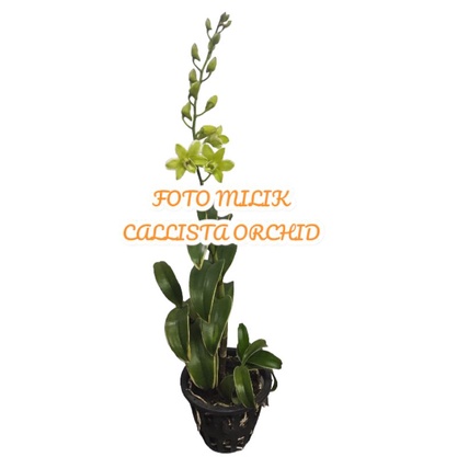 Anggrek Variegata Areedang Green