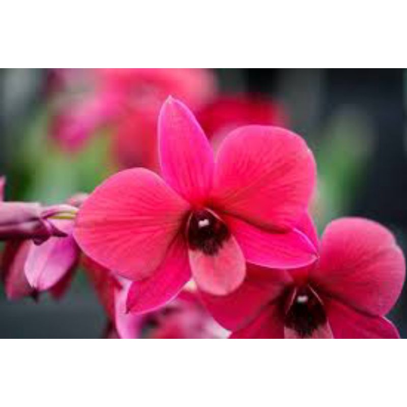 anggrek dendrobium enobi