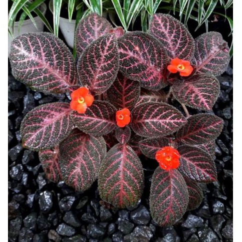 episcia import country brillian / episcia countri brillian