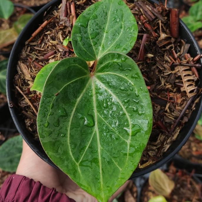 anthurium king of spades