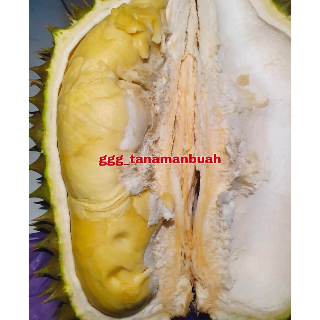 Bibit Durian Kane Super Hasil Okulasi