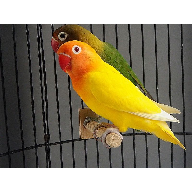 Lovebird Lutino MM